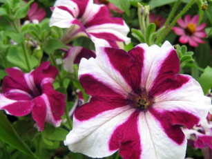 Картинка цветы петунии калибрахоа двухцветный