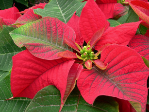 Картинка цветы пуансеттия листья