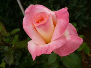 Картинка цветы розы rose