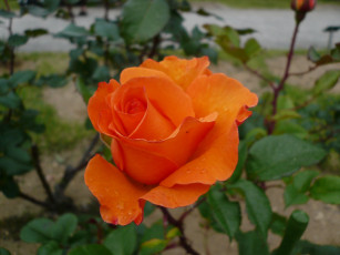 Картинка цветы розы rose