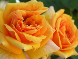 Картинка цветы розы желтый