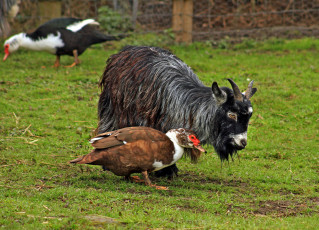 Картинка животные разные вместе коза