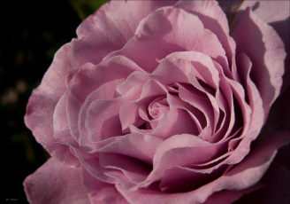 Картинка цветы розы лепестки