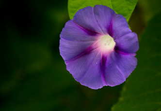 Картинка цветы вьюнки ипомеи темный