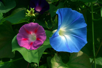 Картинка цветы вьюнки ипомеи листья