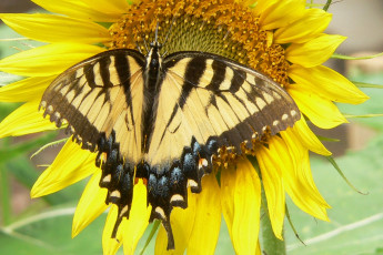 Картинка животные бабочки бабочка