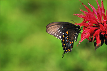Картинка животные бабочки цветок