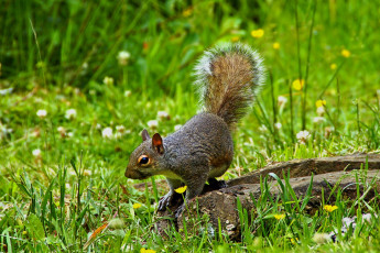 Картинка животные белки трава