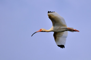 Картинка животные ибисы колпицы полет