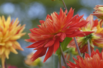 Картинка цветы георгины лепестки