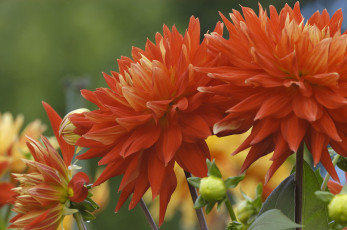 Картинка цветы георгины лепестки