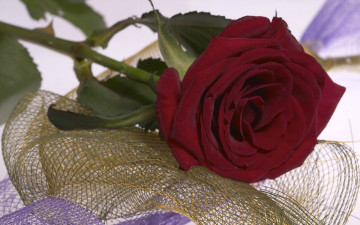 Картинка цветы розы бутон