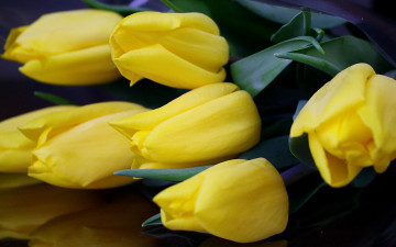 Картинка цветы тюльпаны желтый