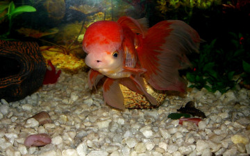 Картинка животные рыбы краса аквариума