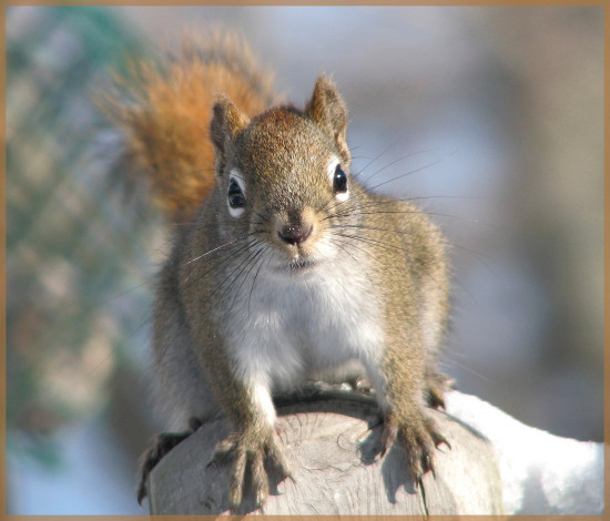 Обои картинки фото животные, белки, белка
