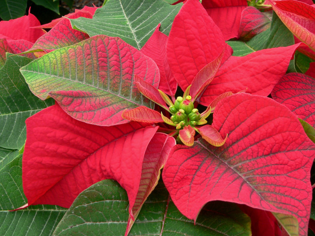 Обои картинки фото цветы, пуансеттия, листья