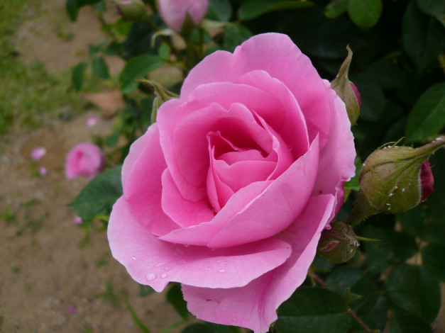 Обои картинки фото цветы, розы, rose