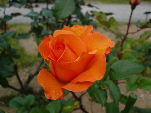 Обои картинки фото цветы, розы, rose