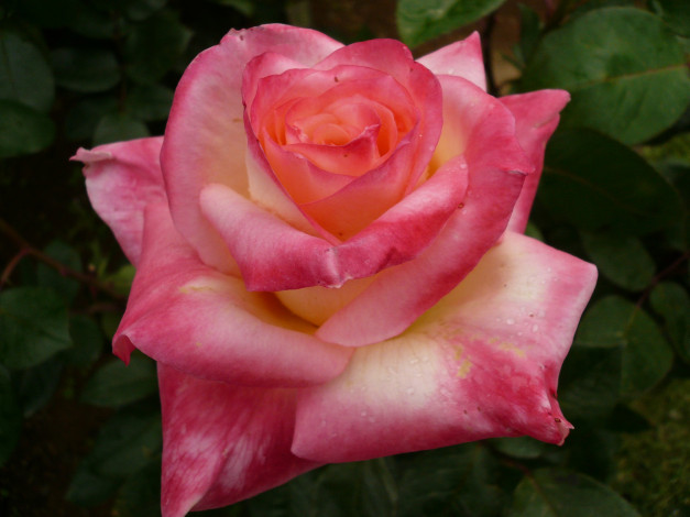 Обои картинки фото цветы, розы, rose