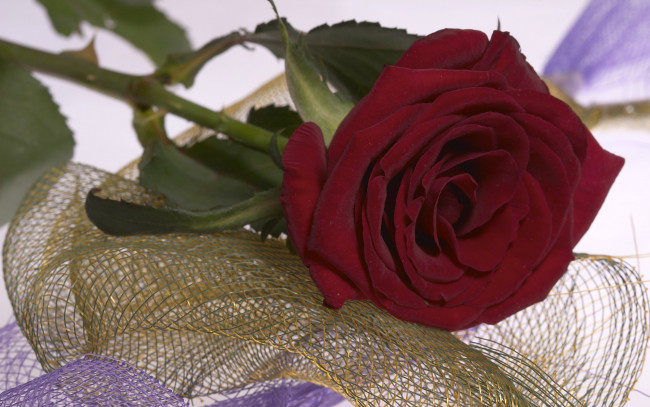 Обои картинки фото цветы, розы, бутон