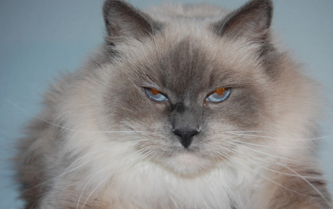 Обои картинки фото животные, коты, макро, сиамский, длинношерстный, голубоглазый
