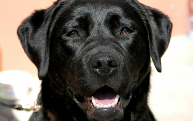 Обои картинки фото животные, собаки, лабрадор, ретривер