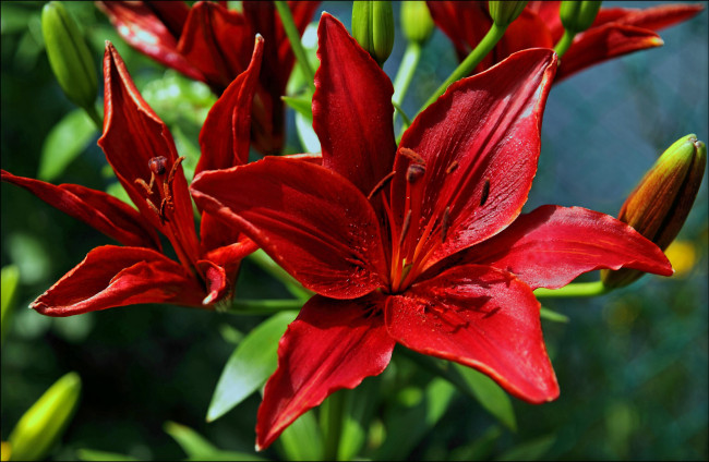 Обои картинки фото цветы, лилии, лилейники, лепестки