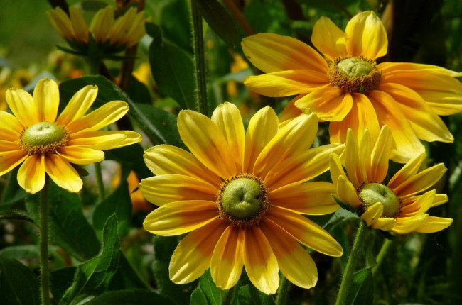 Обои картинки фото цветы, рудбекия, листья