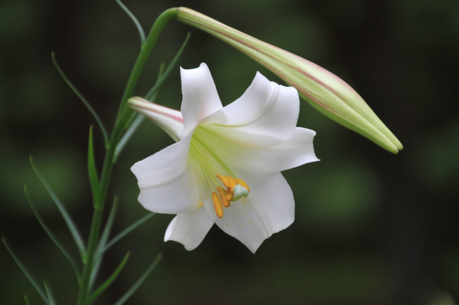 Обои картинки фото цветы, лилии, лилейники, лепестки