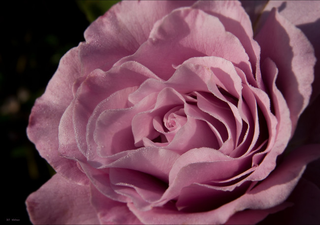 Обои картинки фото цветы, розы, лепестки