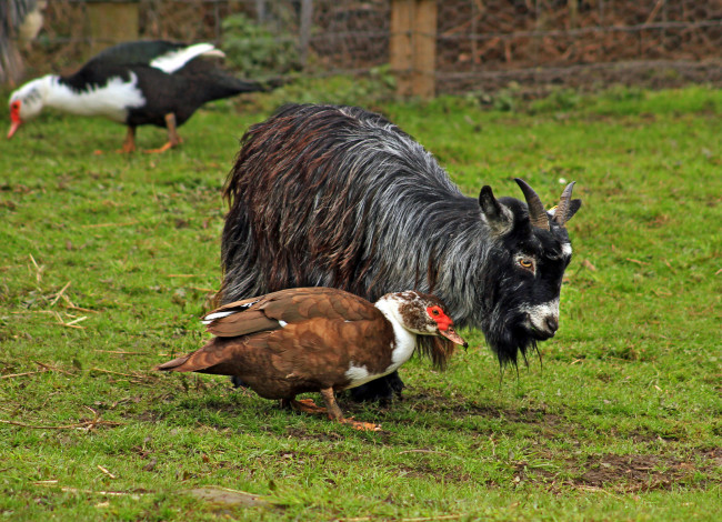 Обои картинки фото животные, разные, вместе, коза