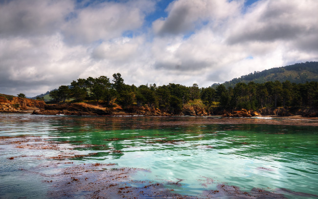 Обои картинки фото природа, реки, озера, река, водоросли, лес