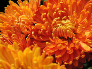 обоя цветы, хризантемы, лепестки