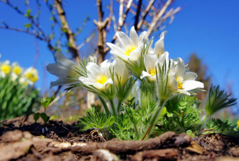 Картинка цветы анемоны +адонисы сон-трава