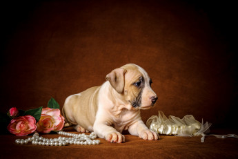 обоя животные, собаки, щенок, цветы