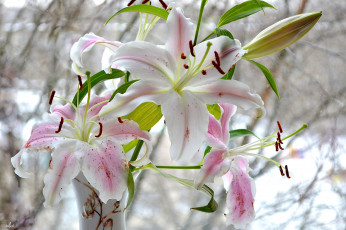 Картинка цветы лилии +лилейники нежность