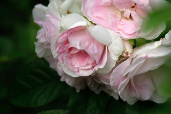 Картинка цветы розы винтаж