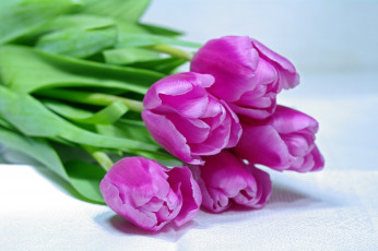 Картинка цветы тюльпаны лиловый