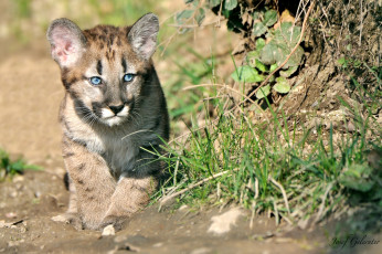 Картинка животные пумы симпатяга малыш