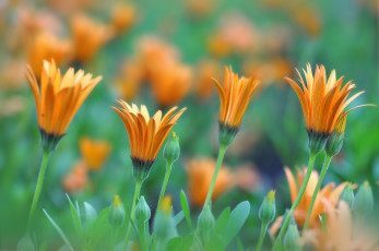 Картинка цветы календула бутоны