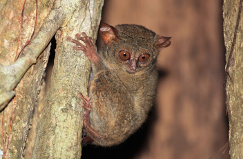 Картинка животные долгопяты зверек