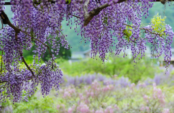 Картинка цветы глициния вистерия