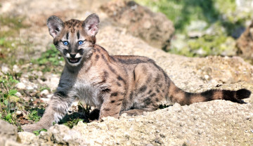 Картинка животные пумы малыш