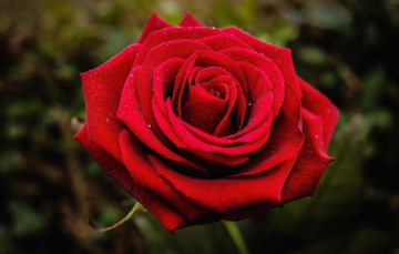Картинка цветы розы красный