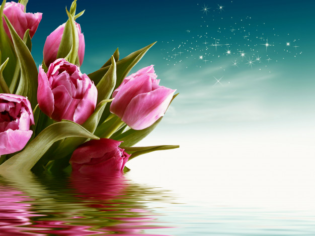 Обои картинки фото цветы, тюльпаны