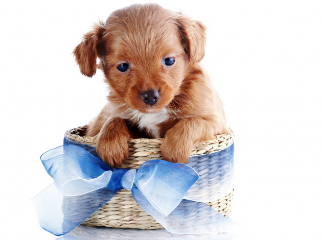 Обои картинки фото животные, собаки, бант, корзина, щенок