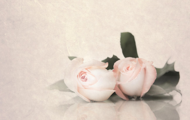 Обои картинки фото цветы, розы, нежность