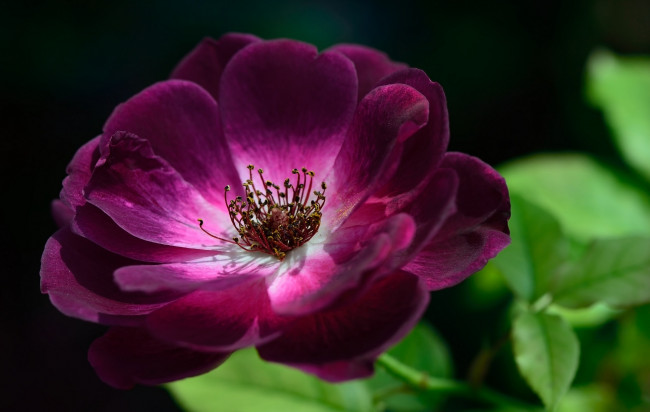 Обои картинки фото цветы, розы, лиловый