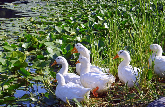 Обои картинки фото животные, гуси, белые, пруд