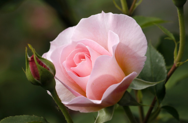 Обои картинки фото цветы, розы, розовый